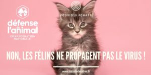 Copie de Non, les félins ne propagent pas le virus !