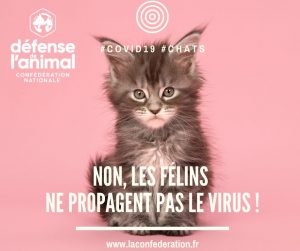 Non, les félins ne propagent pas le virus !(1)