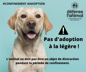 pas d'adoption à la légère