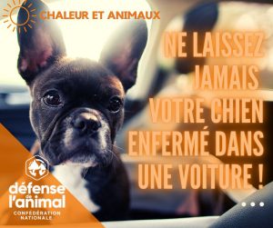 Ne laissez jamais votre chien enferme dans une voiture