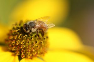 Une abeille butinant de pollen d'une fleur