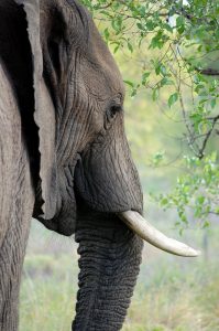elephant-419613_1920