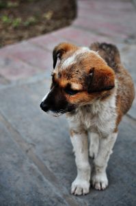 Un jeune chiot abandonné dans la rue.