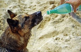 Attention, la température du corps d'un chien augmente trois à cinq fois plus rapidement que celle d'un humain