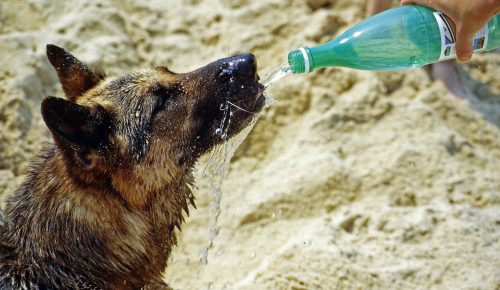 Attention, la température du corps d'un chien augmente trois à cinq fois plus rapidement que celle d'un humain