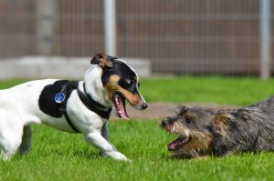 Deux chiens jouant ensemble dans un enclos.