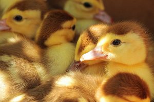 Les cannetons femelles sont malheureusement aussi victimes du broyage, leur foie n'étant pas assez gros pour la production de foie gras. 