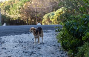 chien-abandonné-route