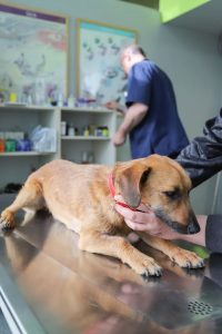 Chez le vétérinaire, un chien attend patiemment avec son maître. 