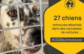 Sauvetage de 27 chiens réalisé par la SPA de Bergerac