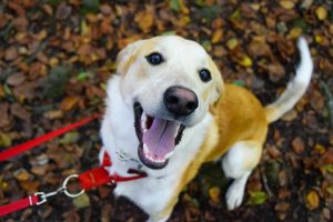 Un chien heureux tenu en laisse. 