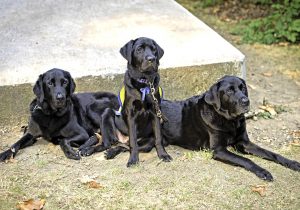 Trois chiens d'utilité au service des hommes. 