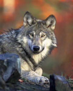 Le loup est l'ancêtre du chien domestique que nous connaissons tous aujourd'hui. 