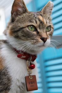 Pour protéger les oiseaux, mettez une petite clochette au collier de votre chat.