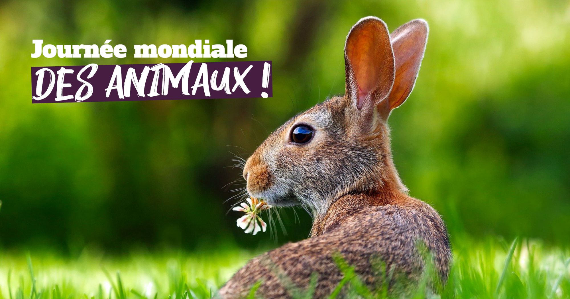 C’est la journée mondiale des animaux ! Défense de l'animal — free download