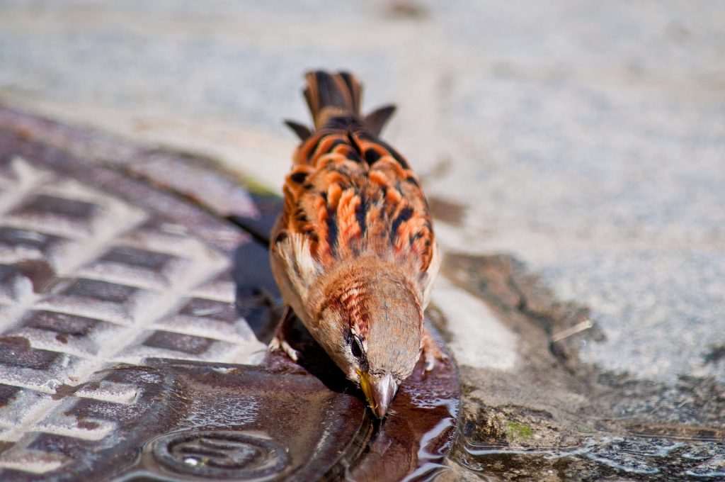 Il est important de donner de l'eau aux oiseaux par temps sec. 