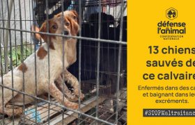La SCPA de Berriac a réalisé le sauvetage de 13 chiens.