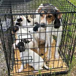 Sauvetage de 15 chiots et d'une femelle par la SPA de Mulhouse. 