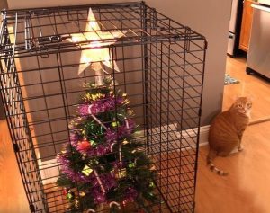 Mettre son sapin en cage est une solution extrême, mais efficace pour protéger son sapin !