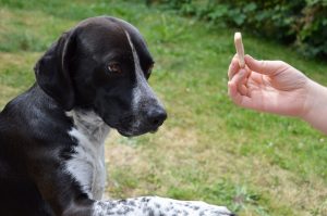 A la maison, les efforts doivent perdurer pour votre chien. 