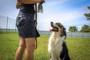 L'éducation d'un chien est primordial pour lui permettre de trouver une nouvelle famille. 