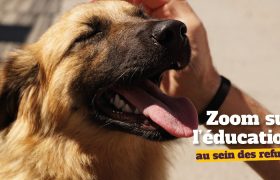 L'éducation est essentielle pour permettre aux animaux d'être placés dans de nouvelles familles !