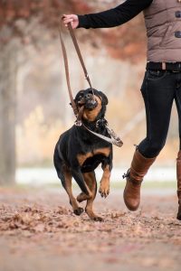 Un chien se balade en forêt avec sa propriétaire.