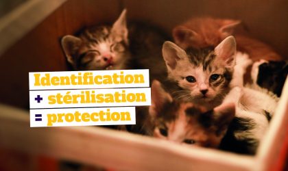 La stérilisation et l'identification vont de pair pour protéger les animaux.