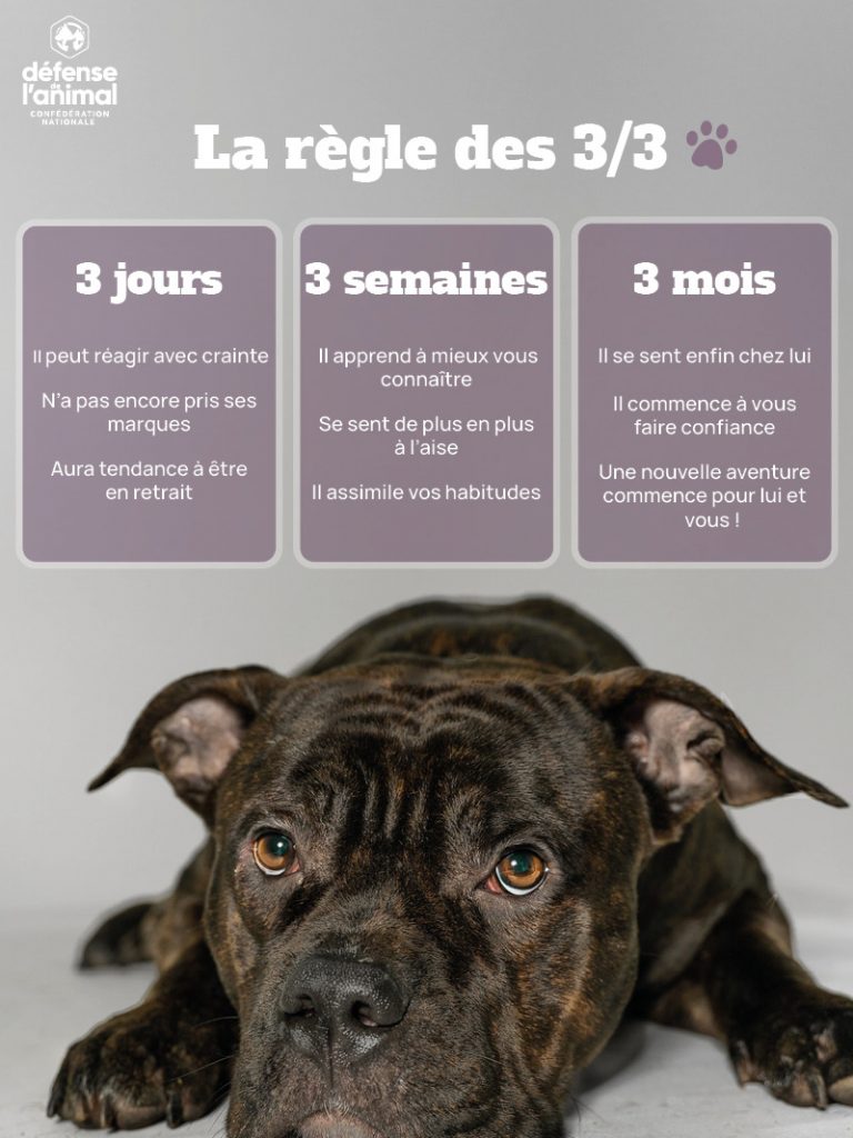 règle des 3 animaux