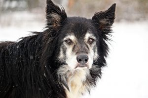 Les animaux âgés ou très jeunes sont les plus vulnérables face au froid de l'hiver. 