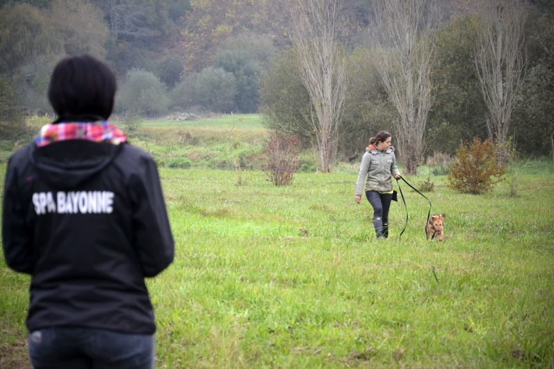 Rééducation d'un chien par une bénévole de l'association Animaux Assistance Europe. 