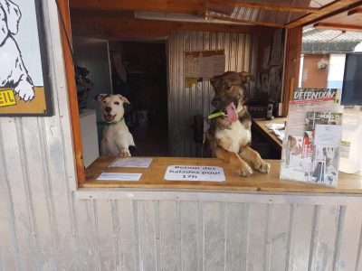 Accueil du refuge de la SPA du Roannais