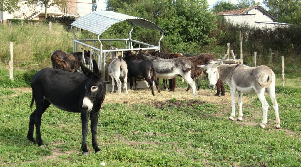 Anes pris en charge au refuge de l'ADADA