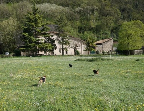 Une balade de trois chiens dans le parc du refuge de Gerbey. 