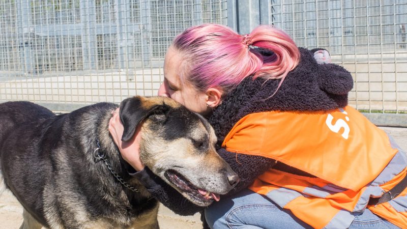 Chien recueilli au refuge de la SPA de Mulhouse