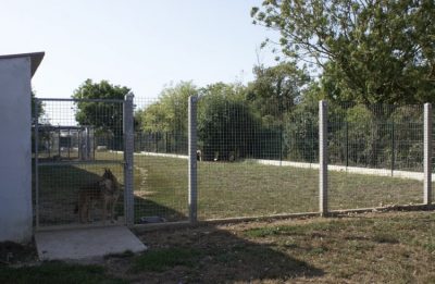 Chiens recueillis au refuge de la SPA de La Rochelle
