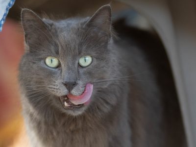 Photo d'un chat pris en charge par l'association Au Service des Animaux 06. 