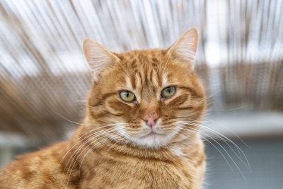 Chat recueilli au refuge de l'APA du Puy de Dôme