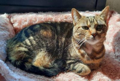 Chat recueilli au refuge de la SPA de la région des Flandres