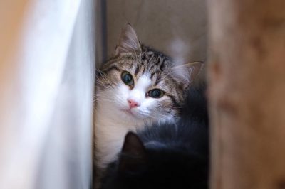 Chat recueilli au refuge de la SPA de Haguenau