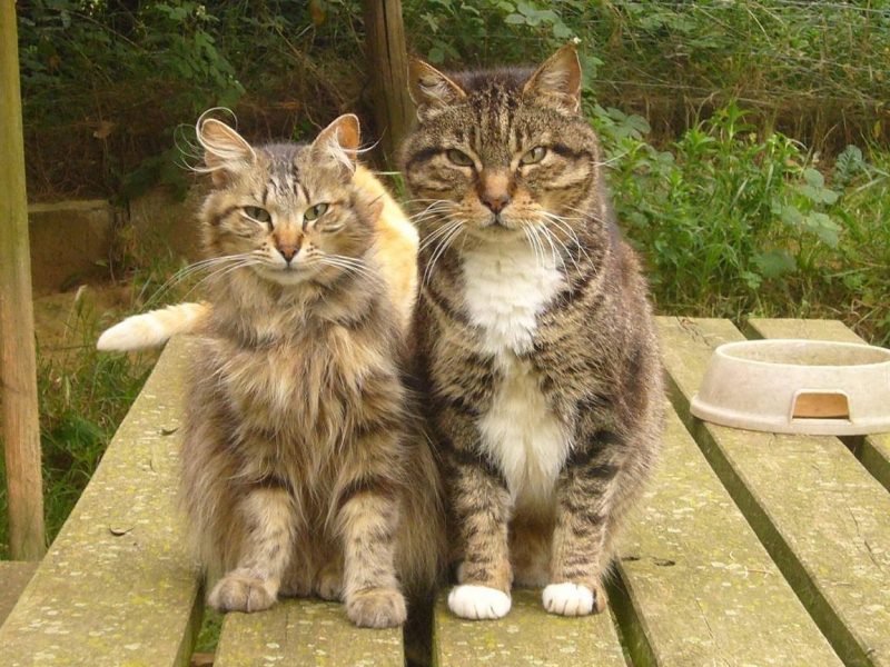 Photo de deux chats pris en charge par l'association Les Chats de Noé dans le 26.