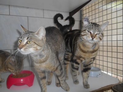 Chats recueillis au refuge de l'ASPA de Manosque