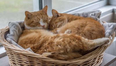 Deux chats dans un panier au refuge de la SPA de Loire Atlantique.