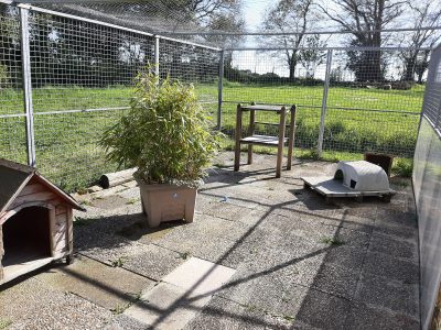 Chatterie extérieure du refuge Le radeau des animaux.