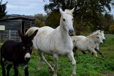 Chevaux et ânes recueillis au refuge de la LDAS.