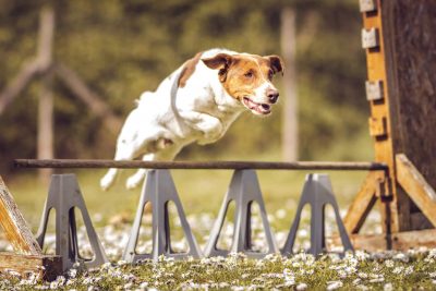 Chien faisant de l'agility au refuge de l'ASA