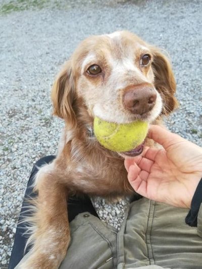 Chien recueilli au refuge de l'ASPA de Manosque