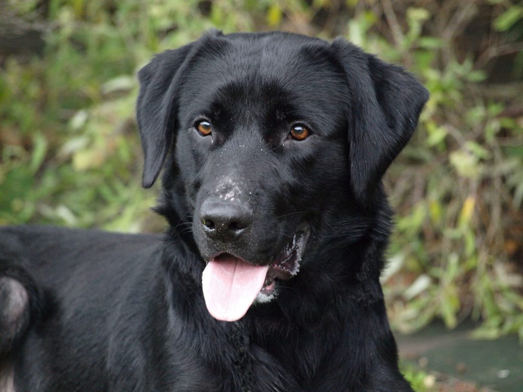 Chien au sein du refuge de la LPA du Calaisis