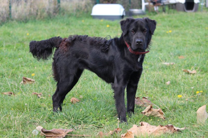 Chien dans le parc extérieur de l'APA du Puy de Dôme