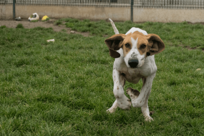 Chien jouant dans le parc de l'association SOS Animaux